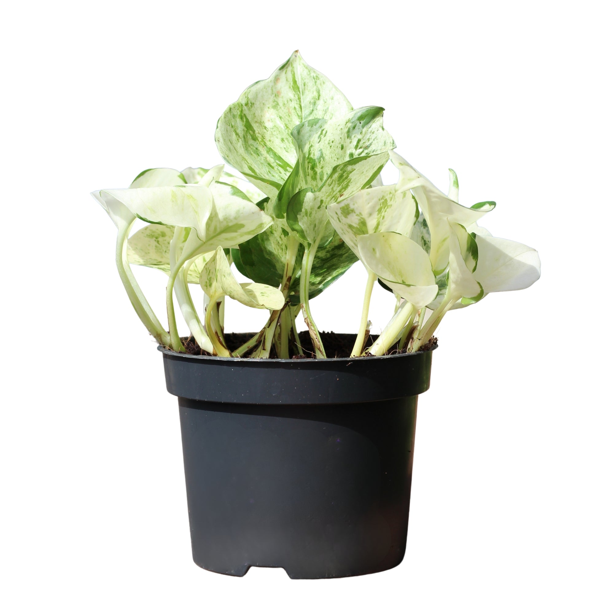 Scindapsus Happy Leaf